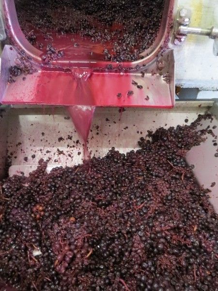 A Juliénas, les cuves de "nouveaux vins" en phase de fermentation ... - 001