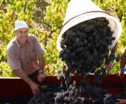 La vendange est soigneusement triée avant d'être acheminée au chai de vinification.