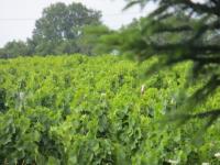 AOUT est arrivé ! Dans le vignoble du Domaine DANIEL VOLUET, les grappes de Gamay nous offrent une mosaïque de couleurs lumineuses..... une promesse ... après l'espérance !