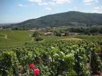 Nos vignes de JULIENAS prennent leur bain de soleil.