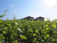 Nos vignes de JULIENAS prennent leur bain de soleil.