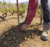 à Juliénas, Au Domaine Daniel Voluet, que se passe-t-il dans le vignoble à présent ? 