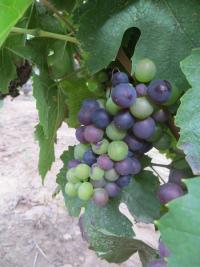 AOUT est arrivé ! Dans le vignoble du Domaine DANIEL VOLUET, les grappes de Gamay nous offrent une mosaïque de couleurs lumineuses..... une promesse ... après l'espérance !