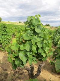 AOUT est arrivé ! Dans le vignoble du Domaine DANIEL VOLUET, les grappes de Gamay nous offrent une mosaïque de couleurs lumineuses..... une promesse ... après l'espérance !