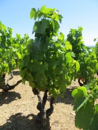 Nos vignes de JULIENAS prennent leur bain de soleil.