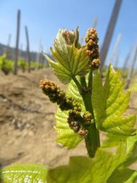 à Juliénas, Au Domaine Daniel Voluet, que se passe-t-il dans le vignoble à présent ? 