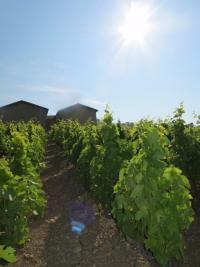 Nos vignes de JULIENAS prennent leur bain de soleil.