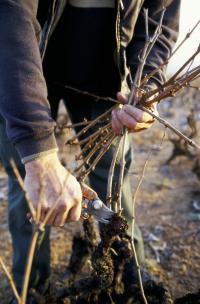 L'hiver s'installe.... la vigne qui a laissé tomber sa parure pourpre et dorée va maintenant se reposer, tandis que les vignerons continuent inlassablement d'intervenir dans les caves et sur le terrain.