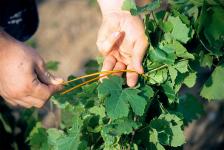 Lier la vigne est une étape de travail du vigneron  qui consiste à relever et assembler les pousses devenues hautes,<br> permettant ainsi une meilleure aération autour du cep de vigne, favorable pour l'état sanitaire, et la  maturité des grappes.