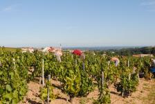 Vendanges à Juliénas