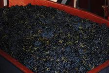 Vendange extra mûre des Vignes de Juliénas