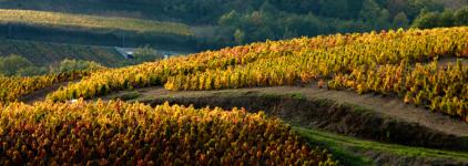 Le vignoble de Juliénas sous les ors de l'automne